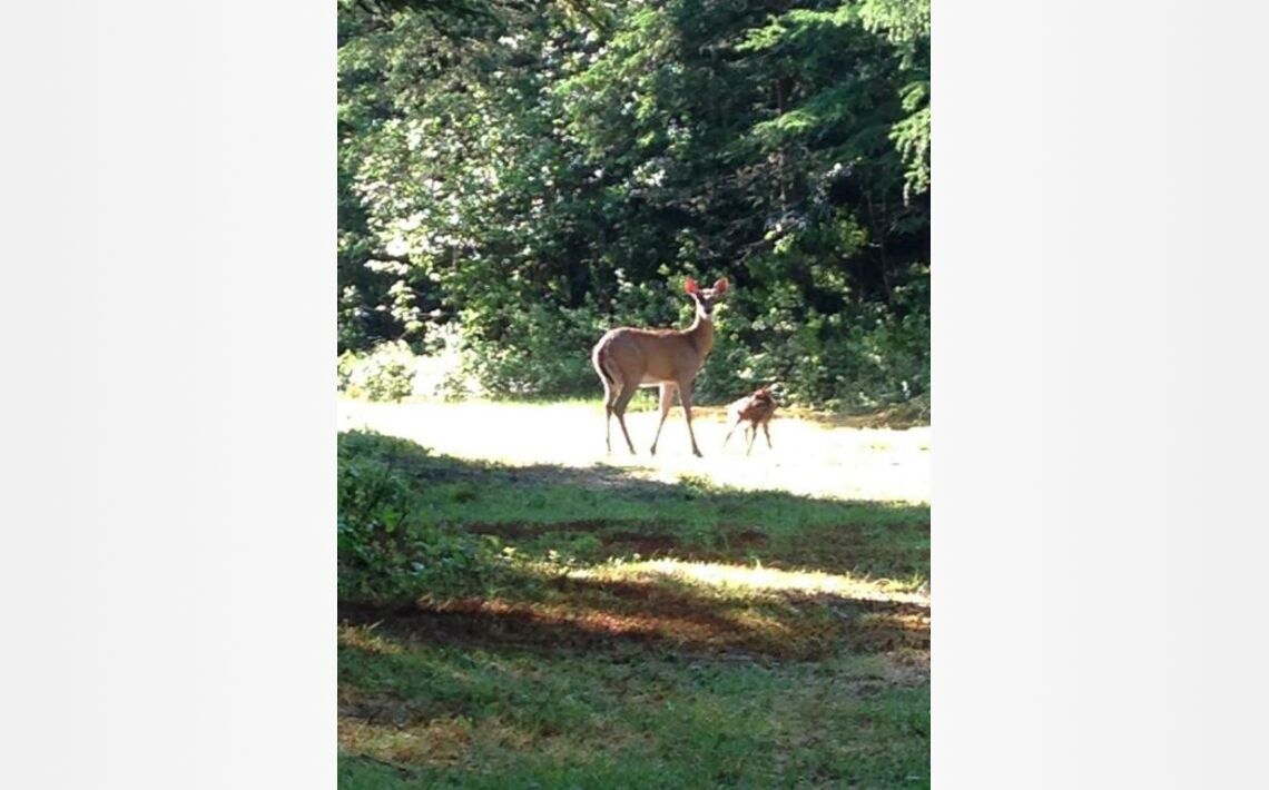 Photos of Deer Mountain Lodge & Wilderness Resort. 1442 NH route 16, Dummer, 03588, United States of America